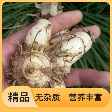 自产自销新鲜白芨货源充足精品品质健康之选