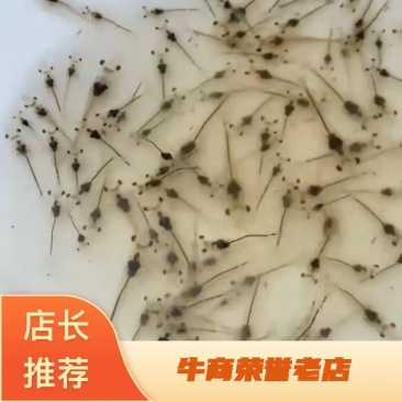 罗氏沼虾苗，罗氏沼虾虾苗，包教养殖技术，支持全国发货。