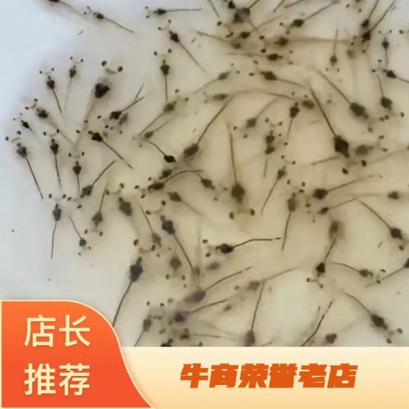 罗氏沼虾苗，罗氏沼虾虾苗，包教养殖技术，支持全国发货。