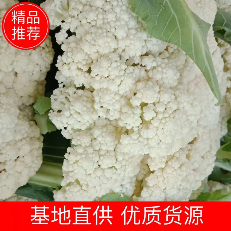 精品青梗白面白松花菜，一手货源，欢迎新老顾客前来选购！