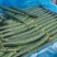 山东临沂黄瓜密刺黄瓜对接电商市场商超等各类客户