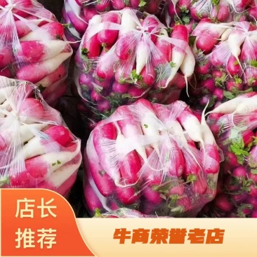 精品水萝卜大量有货，欢迎需要的老板订购，质量好
