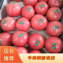 甘肃天水精品西红柿大量有货，品质优欢迎老板们