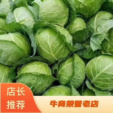 甘肃天水洛门镇精品甘蓝，产地一首货源欢迎联系