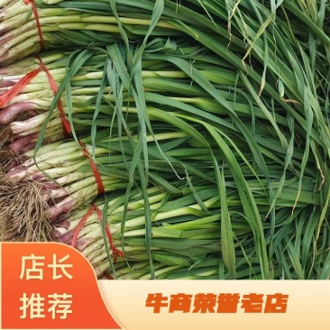 天水红根蒜苗货充足，根正苗红叶子绿有要的老板联系