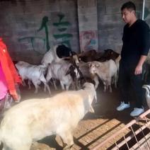 山东菏泽活羊，羊肉，量大质优，价格，欢迎咨询问价