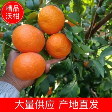 云南沃柑产地直发货源充足品质保证提供一条龙服务