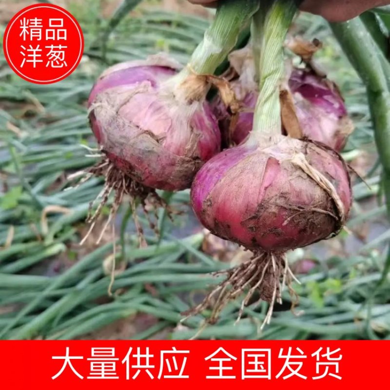 【洋葱】湖北紫皮洋葱大量供应对接全国市场电商