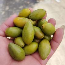 闽清靓果二号甜橄榄（中大果），产地直供，货源充足，品质好