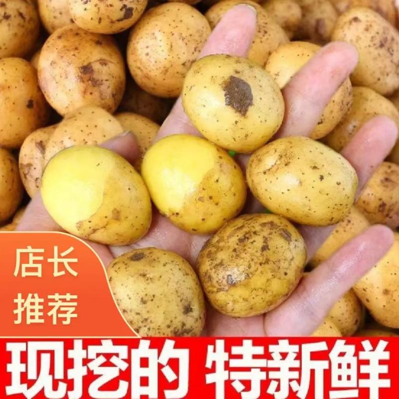 黄皮黄心小土豆电商货市场货一手货源产地直供