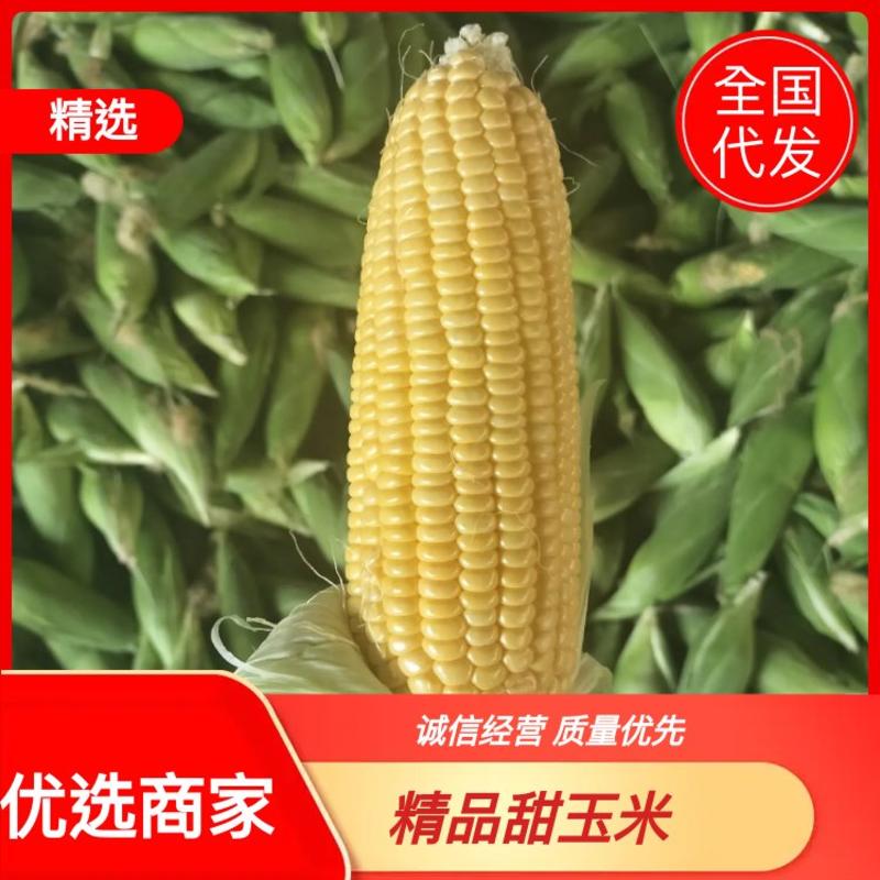【优选商家】云南元谋热坝精品甜脆玉米大量有货量大从优