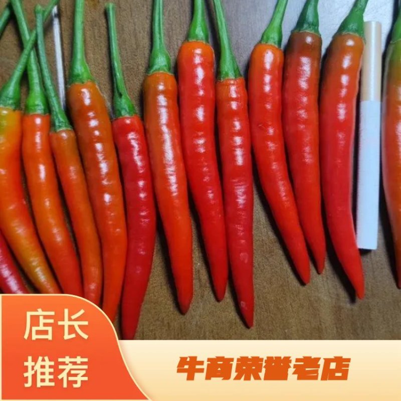 精品艳红小米椒，艳青，大量供应电商市场，一手货源代发全国
