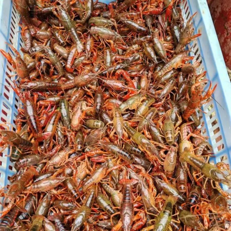 精品小龙虾双峰小龙虾规格齐全品质好全国可发货量大从
