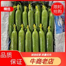 黄瓜货源充足全国保质保量价格对接批发市场