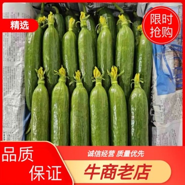 精品黄瓜水果黄瓜代发全国保质保量价格优惠对接批发市场