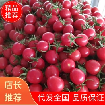 圣女果釜山88产地直发保质保量诚邀合作代发全国欢迎选购