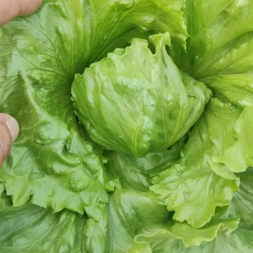 精品球生菜产地直发一手货源对接全国市场