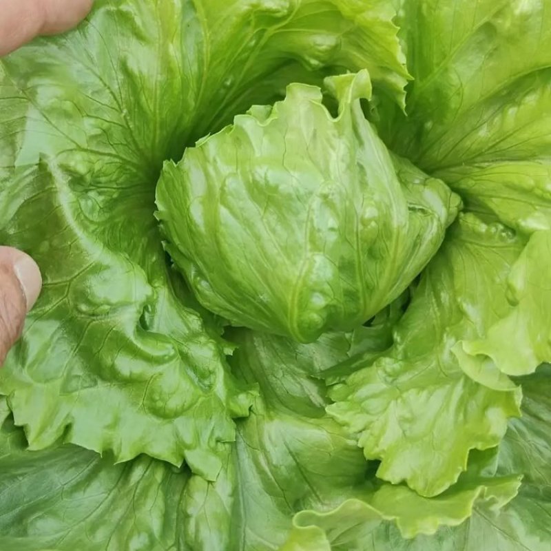 精品球生菜产地直发一手货源对接全国市场