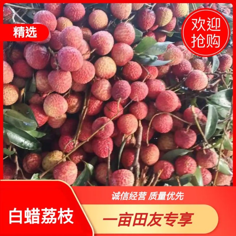 广东茂名白蜡荔枝量大从优欢迎各位老板随时致电咨询合作