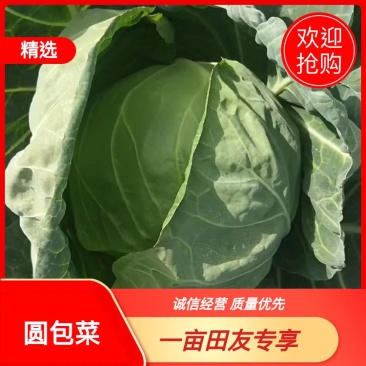 圆包菜，，精品货源，代发全国，质量保证，可以视频看货。