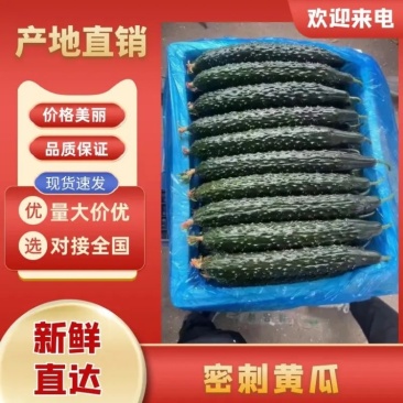 黄瓜密刺黄瓜产地直发，山东聊城山东莘县欢迎联系洽谈