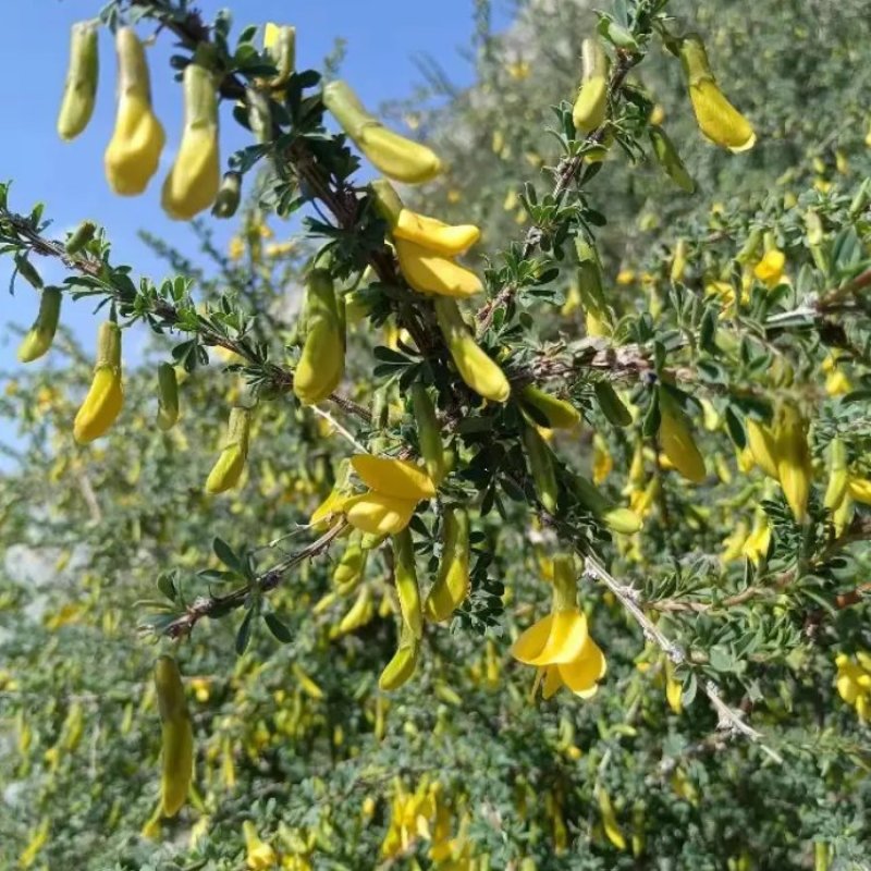 中药材金雀花欢迎咨询
