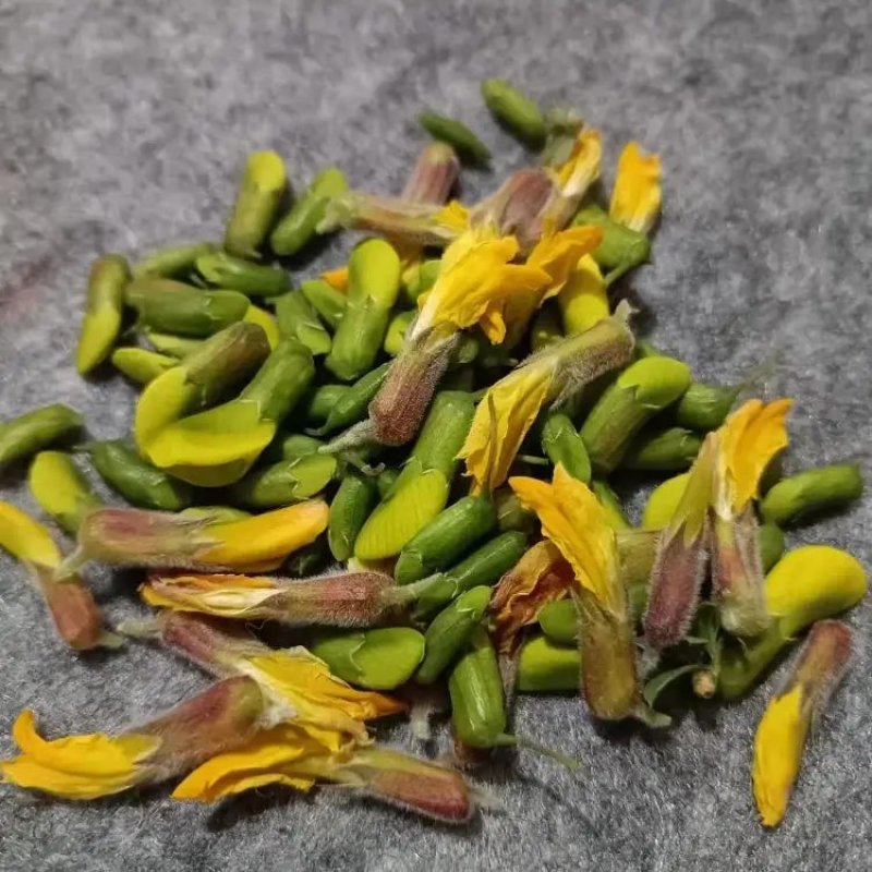 中药材金雀花欢迎咨询