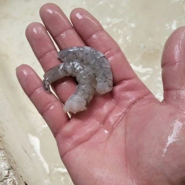 广西原浆虾仁量大质优价格优惠欢迎电话洽谈