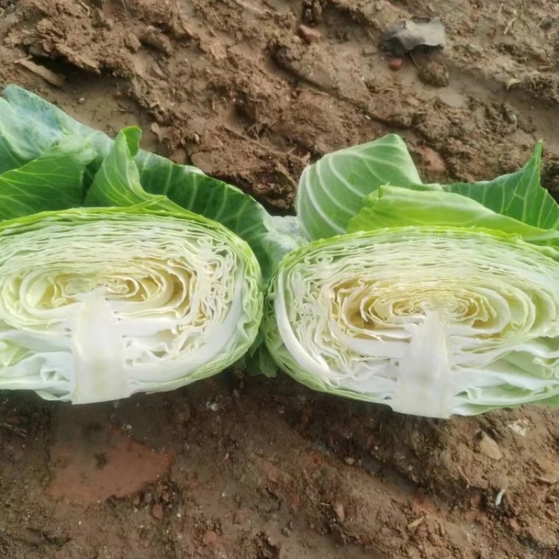 京丰一号甘蓝，质量好！产地一手货源，现砍现发，欢迎光临！