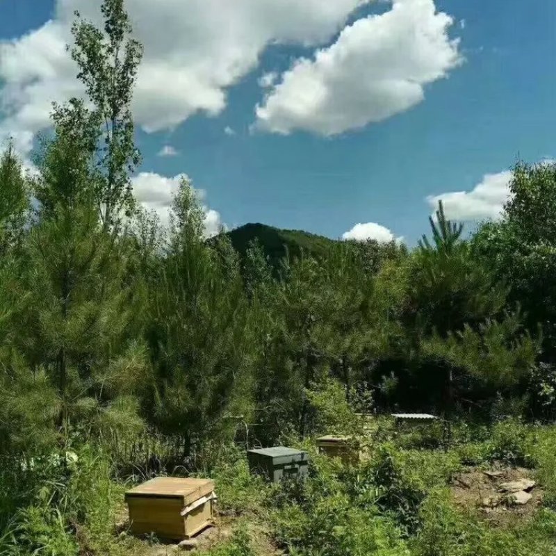 蜂巢蜜蜂场直发，品质保障诚信经营，欢迎来电订购