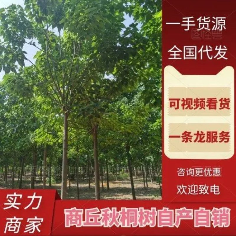 河南秋桐树楸树自家种植全国代发价格可谈欢迎致电