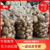 陕西土豆品质保证诚信经营欢迎接商超市场电商