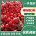 精品硬粉西红柿🍅产地直销口感好品质保证