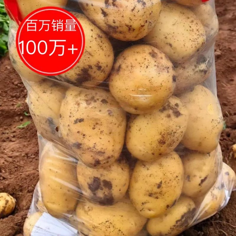 【推荐】黄心土豆精品土豆量大从优，大量供应出口，电商
