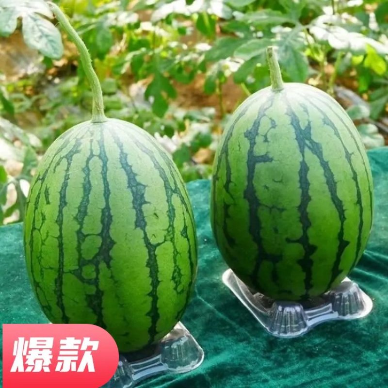 优质早春红玉西瓜大量上市质量好，价格低，含糖量高代发全国