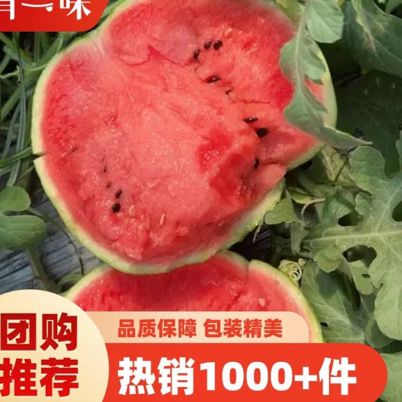 优质无籽美都西瓜大量上市，皮薄，大红嚷，一手货源代发全国