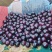 硕园黑宝精品黑宝茄子品质保证诚信经营可对接商超