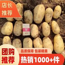 【新货上市】荷兰15黄心土豆，一手货源量大价格可谈