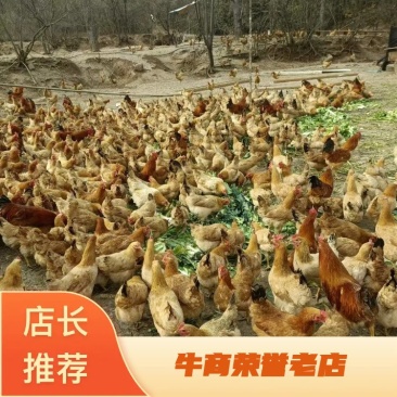正宗放养土鸡可单只可批发量大价优品质保障