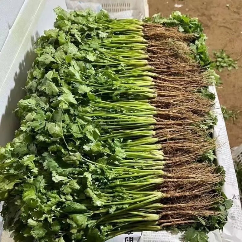 【甄选】香菜大叶香菜大量供应产地直发一手货源量大从优