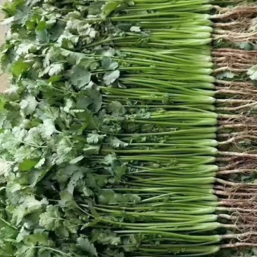 【甄选】香菜大叶香菜大量供应产地直发一手货源量大从优