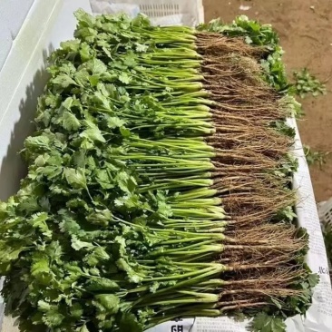 【精品】小叶香菜香菜河北产地直发全国供应可视频看货