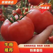西红柿苗硬粉番茄苗抗病毒耐高温熟性早抗死棵
