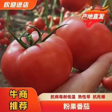 硬粉西红柿苗，抗寒抗热，早熟耐裂，露地种易栽培穴盘番茄苗