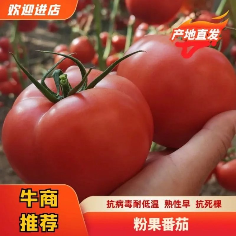 硬粉西红柿苗，抗寒抗热，早熟耐裂，露地种易栽培穴盘番茄苗