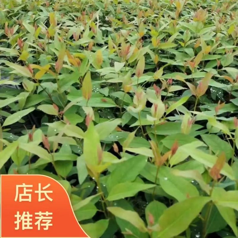 【桉树苗】品质纯正货真价实产地批发假一赔十可视频选货