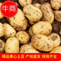 【爆卖】黄心土豆湖北精品土豆无起皮表皮光滑电商货市场货