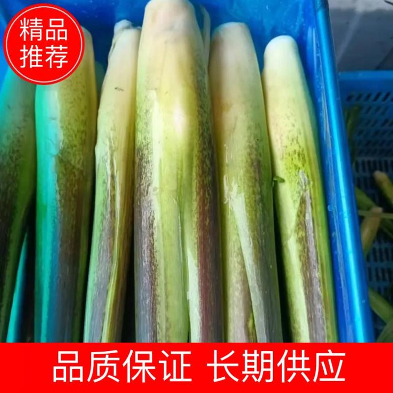 练塘茭白双季茭白货源充足大量现货品质保证欢迎咨询