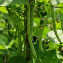 红花四季豆四季豆大量上市对接各种市场量大从优