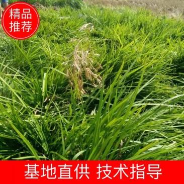 精品麦冬草基地直发一手货源量大从优欢迎采购